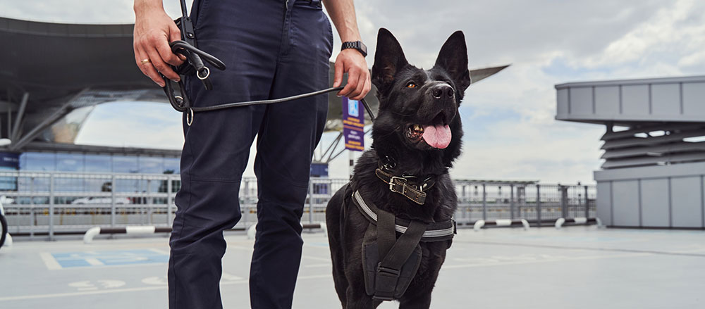 Security Guard With Security Dog in Sydney