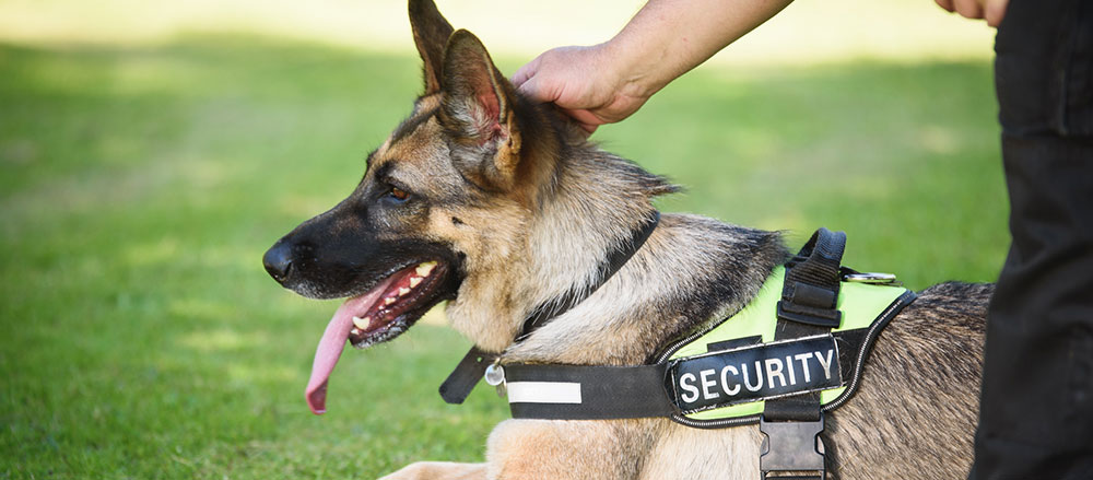 K9 security services in Sydney