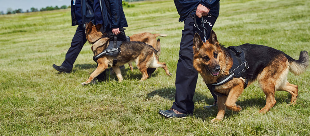 Dogs Used for Event Security in Sydney